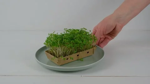 A woman's hand puts a plate with micro green on the table Stock Footage 238523645