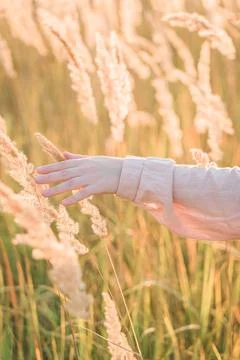 A woman's hand in the rays of the setting sun on a meadow vineyard. Stock Photos