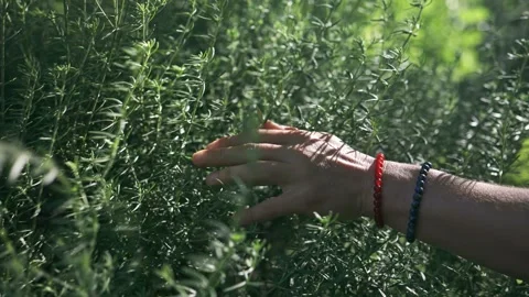 A woman's hand in the rays of the sun slowly slides over the top of a green Stock Footage 245696103