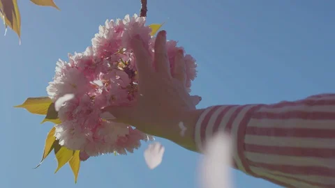 Woman's Hand Reaches Up To Touch Cherry Blossoms, Petals Fall, Slow Motion Stock-Footage 129484059