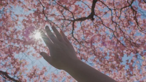 Woman's Hand Reaching Toward Sunlight And Beautiful Pink Blossoming Tree Video stock 129410118