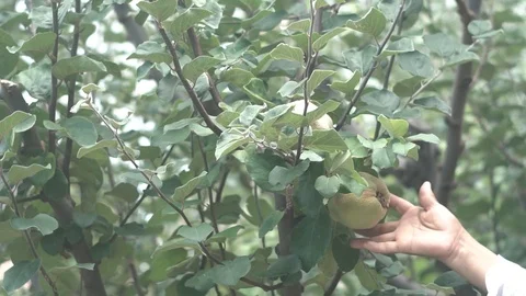  woman's hand reaps a quince from the tree 스톡 동영상 123799769