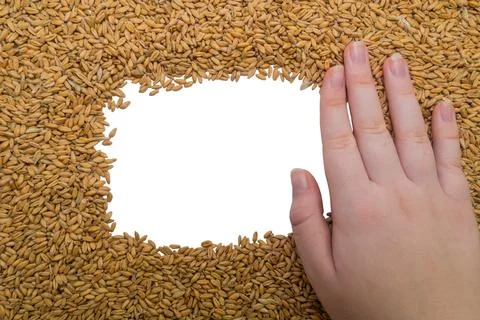Woman's hand on a rectangular frame of ripe wheat grains on a white background Stock Photos
