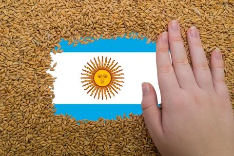 Woman's hand on a rectangular frame of ripe grains of wheat Stock Photos