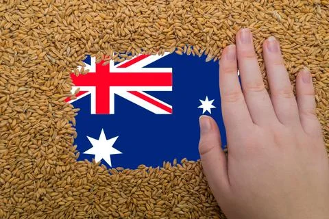 Woman's hand on a rectangular frame of ripe grains of wheat Stock Photos