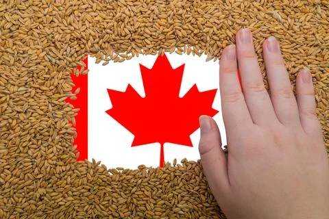 Woman's hand on a rectangular frame of ripe grains of wheat Foto stock