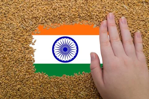 A woman's hand on a rectangular frame of ripe grains of wheat 写真素材