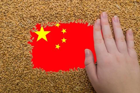 Woman's hand on a rectangular frame of ripe grains of wheat Stock Photos