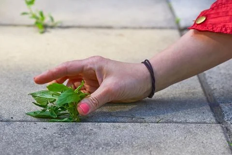A woman's hand with a red manicure pulls weeds out of the yard concrete slabs 스톡 사진