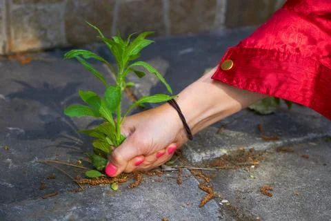A woman's hand with a red manicure pulls weeds out of the yard concrete slabs Stock Photos