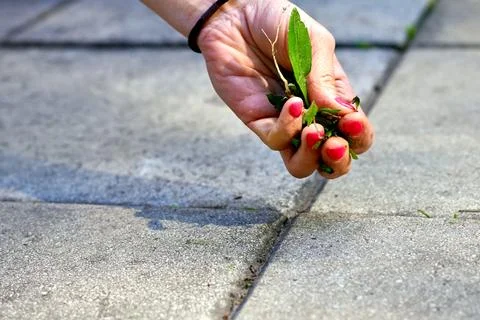 A woman's hand with a red manicure pulls weeds out of the yard concrete slabs Stock Photos