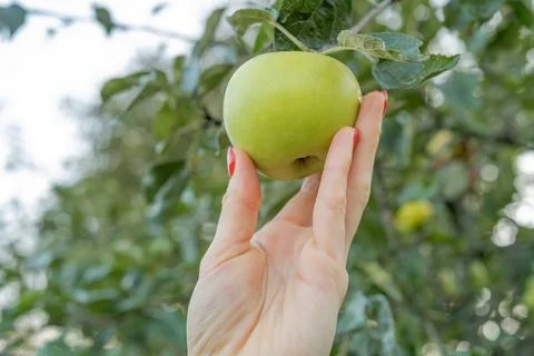Woman's hand with red nails gently holding a ripe green apple on the tree, ev Stock Photos