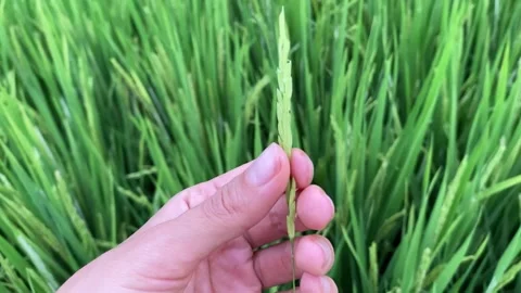 Woman’s hand with rice sprout Stock Footage 156368253