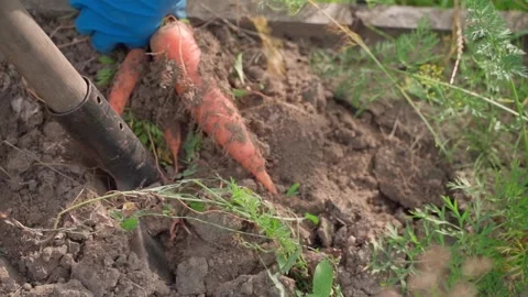 A woman's hand in a rubber glove pulls orange carrots from the soil of the Stock Footage 270236928