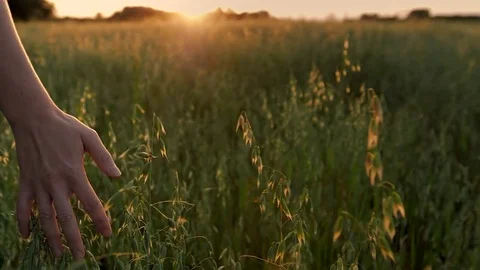Woman's hand running through the field. Stock Footage 77710857