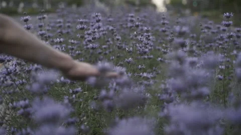 Woman's hand running through sage flowers Video stock 130214674