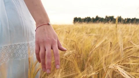 Woman's hand running through wheat field. Girl's hand touching wheat ears Stock Footage