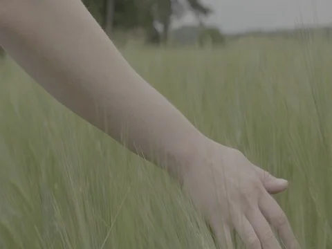 Woman's Hand Running Through Wheat Field 스톡 동영상 80168604