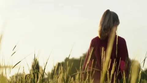 Woman's hand running through wheat field. Girl's hand touching wheat ears Stock Footage 107548876