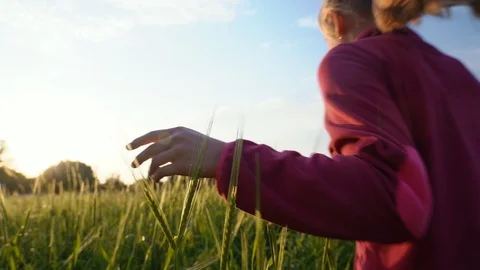 Woman's hand running through wheat field. Girl's hand touching wheat ears Stock Footage 107549550