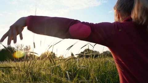 Woman's hand running through wheat field. Girl's hand touching wheat ears Stock Footage 107550306