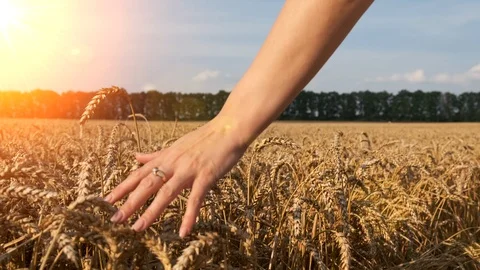 Woman's hand running through wheat field. Girl's hand touching wheat ears Video stock 113407493