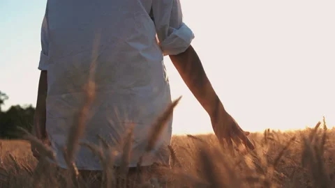 Woman's hand running through wheat field. Girl's hand touching wheat ears Stock Footage 115974731