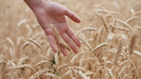 Woman's hand running through wheat field. Stock Footage 119448130