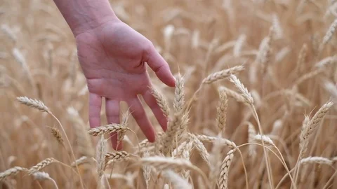 Woman's hand running through wheat field. Stock Footage 119448132