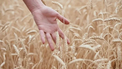 Woman's hand running through wheat field. Stock Footage 119448145