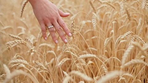 Woman's hand running through wheat field Stock Footage 119448170