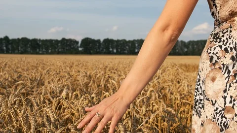 Woman's hand running through wheat field. Stock Footage 128629994