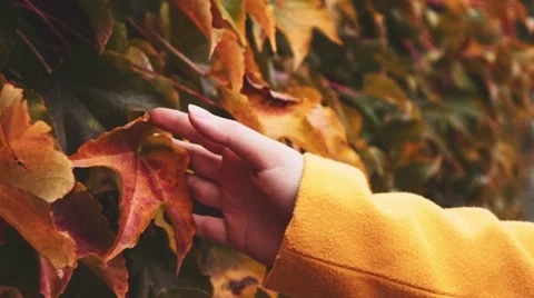 Woman's Hand Running Through Yellow Autumn Leaves. Slow motion 120 fps. Stock-Footage 67223320