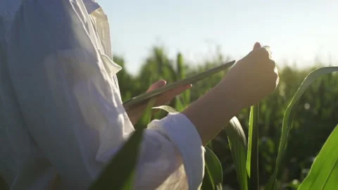 Woman's hand runs over corn leaf, types on tablet. Agricultural corn. Enviro Stock Footage 202097307