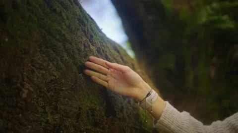 A woman's hand runs through a moss tree 스톡 동영상 220332012