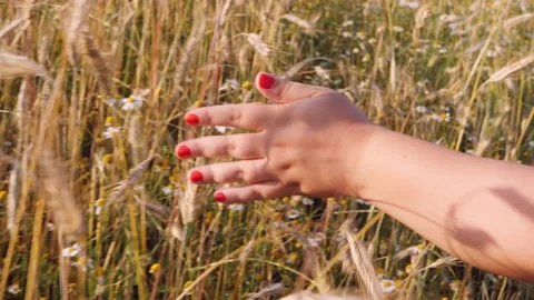 A woman's hand runs through the spikelets of rye at sunset Stock Footage 202087303