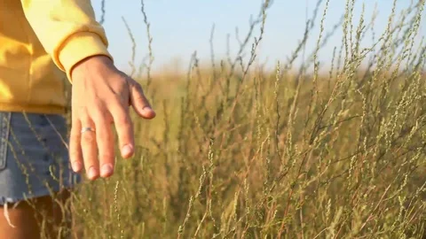 Woman's hand slide the field grass Stock Footage 114600813