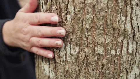 A woman's hand slowly caresses the trunk of a tree2 Stock Footage 341897170