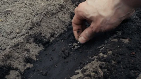 Woman's hand is sowing the seeds in the ground Stock Footage 80779087