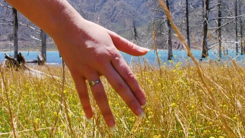 A Woman's Hand Spends Through Dry High Grass And Flowers In Summer In A Field Stock Footage 125796735