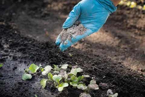 A woman's hand sprinkles ash on a small radish sprout, crop protection from Foto stock