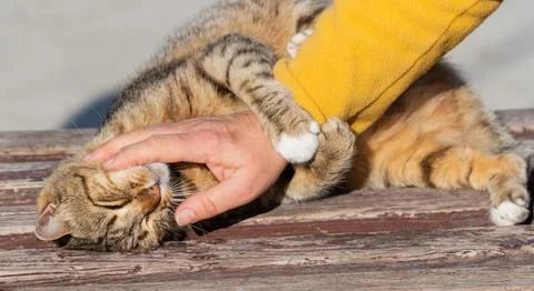 A woman's hand strokes a cat Stock Photos
