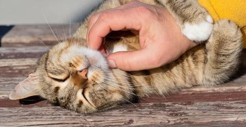 A woman's hand strokes a cat Stock Photos