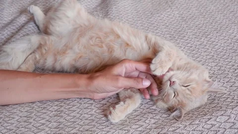 A woman's hand strokes a ginger cat lying on its back on a white bed, the cat Stock Footage 258648086