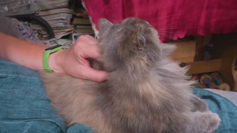 A woman's hand strokes a gray cat. Stock Footage 199593556