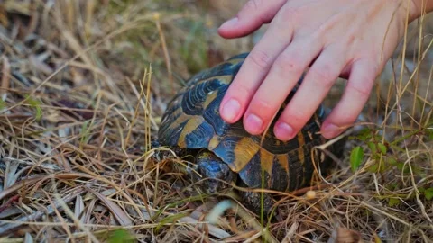 A woman's hand strokes the multi-colored shell of an adult land turtle that Stock Footage 204974246