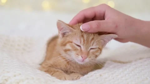 A woman's hand strokes a small red kitten on a bokeh background Stock Footage 276600391