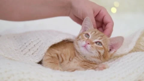 A woman's hand strokes a small red kitten on a bokeh background Video stock 276649159