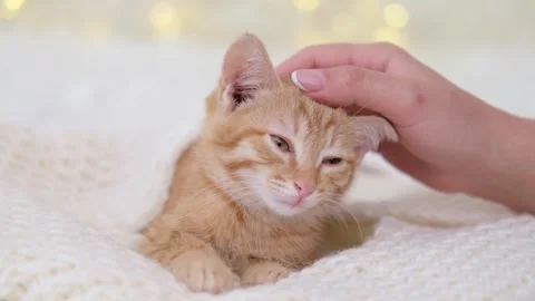 A woman's hand strokes a small red kitten on a bokeh background 스톡 동영상 277693715