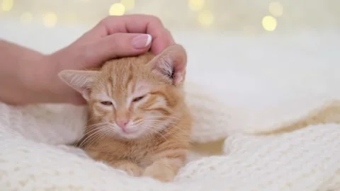 A woman's hand strokes a small red kitten on a bokeh background Stock Footage 278510990